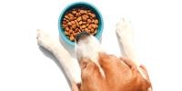 Overview picture of dog in front of food dish