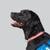 black labrador retriever named Dani 