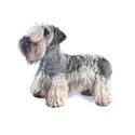 cesky-terrier.jpg
