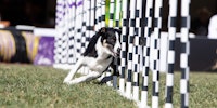 A dog running through weave poles at the incredible dog challenge