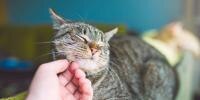 person petting gray cat under chin