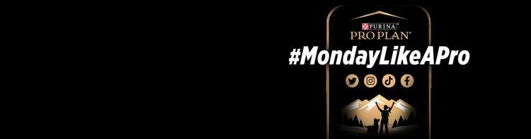 iphone mid r