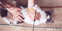 Cat is lying down