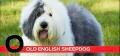 O is for Old English Sheepdog
