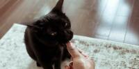 Qué no pueden comer los gatos