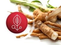 gut health