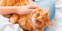 Orange cat on human lap