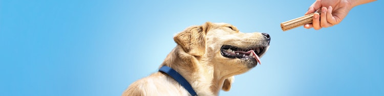Human hand reaching out with a DentaLife chew to a happy dog