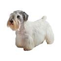 Sealyham Terrier