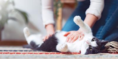 the owner strokes the cat's belly