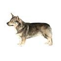 Swedish Vallhund