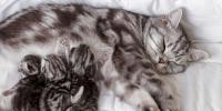 how long are cats pregnant