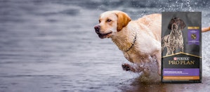 El perro corre en el agua