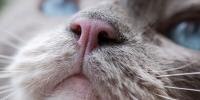 Cat with dry nose and lethargic