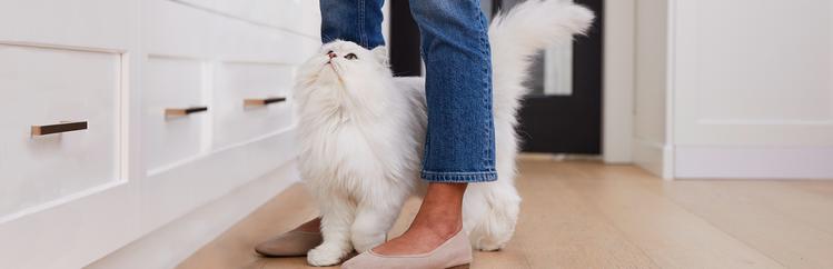 fancy white cat looking up at woman feeding it