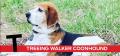 T is for Treeing Walker Coonhound