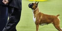 Dog from the Working Group