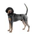 Bluetick Coonhound