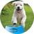 purina puppy chow calcium