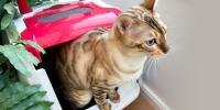 Adult cat perched on top of litter box 