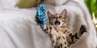 A cat is playing 