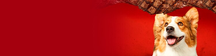 Corgi looking at Alpo dog food meat ingredient on red background