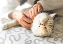 Cat enjoying petting