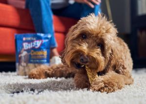 A medium-sized dog in a home chewing a Busy Bone Chewnola Chew Treat.