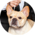 Winston