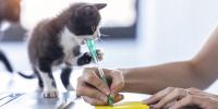 Kitten biting a pen