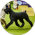 Monty, a Giant Schnauzer