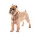 Brussels Griffon