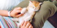 A little kitten napping on a person’s lap
