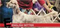 E is for English Setter