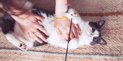 Cat is lying down