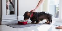Small dog eating from dog dish