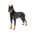 Beauceron