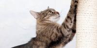 Un gato arañando el rascador