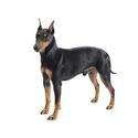 Manchester terrier