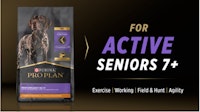 for active senior dogs