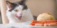cat licking lips near plate of sausage