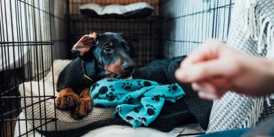 How to crate train puppy