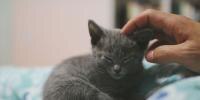 Raising a Kitten