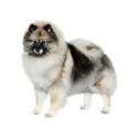 Keeshond