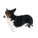 Cardigan Welsh Corgi