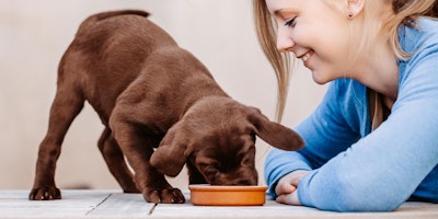 young girl watching puppy eat wet food