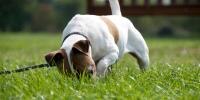 Dog digging