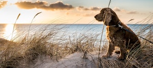 dog next to water, sand and marsh