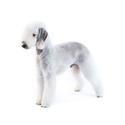Bedlington terrier