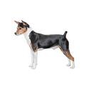 Terrier ratonero